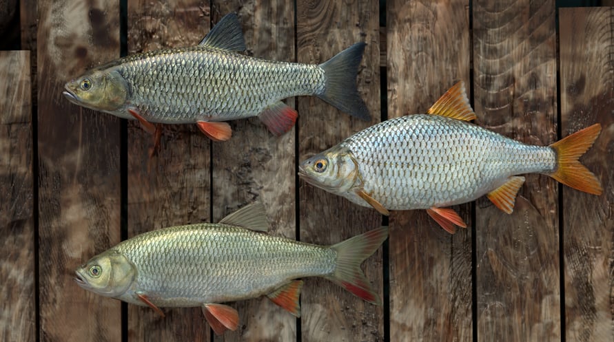 Professional Fishing: Sakura© Ryokan Spinning